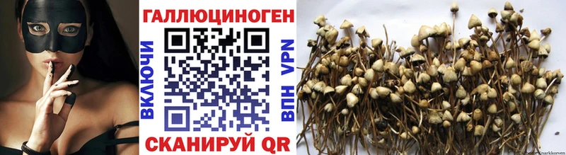 Псилоцибиновые грибы мицелий  где продают наркотики  блэк спрут зеркало  Бологое 